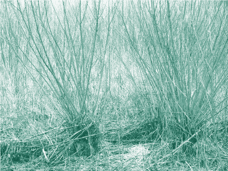 "Табуреты" из поросли с разными циклами среза.  Герт Ван дер Линден.