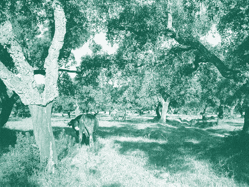 Скот пасется среди подстриженных деревьев в Уэльве, Испания.