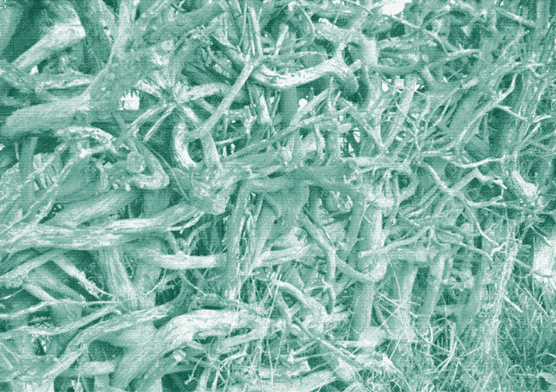 Деталь тисовой изгороди. Фото: Герт Ван дер Линден.