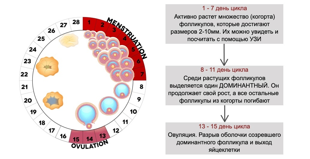 Альтернативный взгляд на биохакинг (1). Где в действительности хранятся клетки молодости. Как их посчитать и сохранить - 10 Где в действительности хранятся клетки молодости. Как их посчитать и сохранить., image #10
