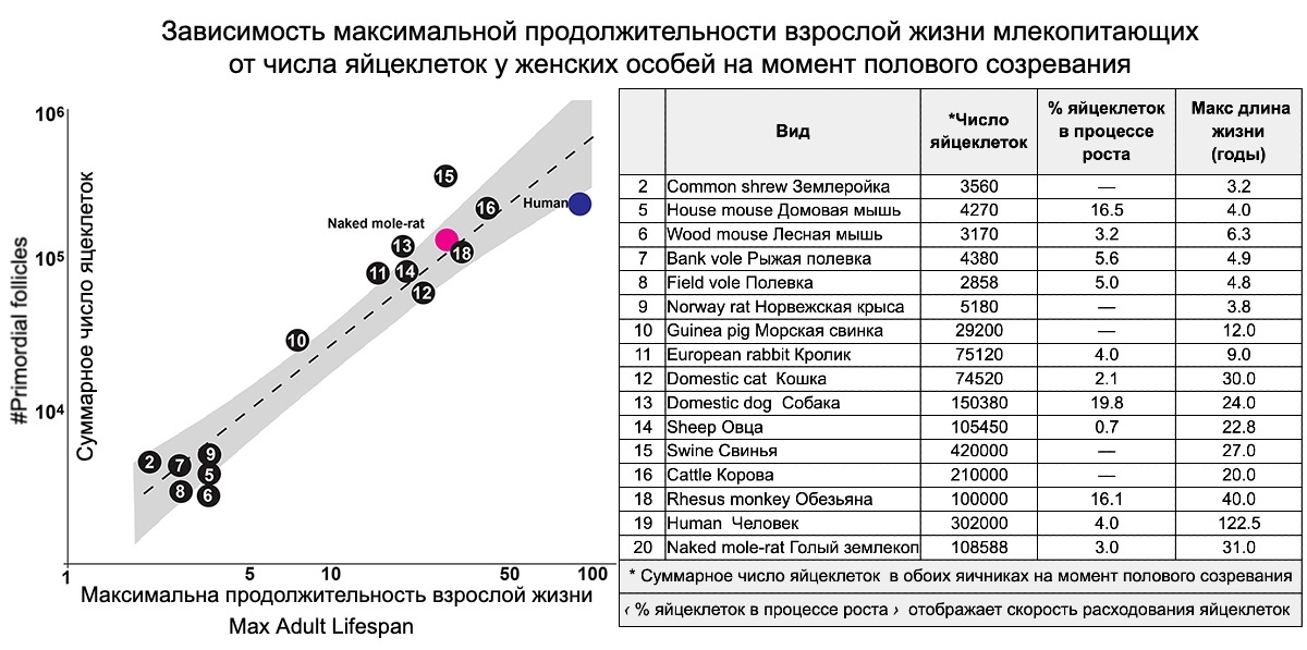 Альтернативный взгляд на биохакинг (1). Где в действительности хранятся клетки молодости. Как их посчитать и сохранить - 2 Где в действительности хранятся клетки молодости. Как их посчитать и сохранить., image #2