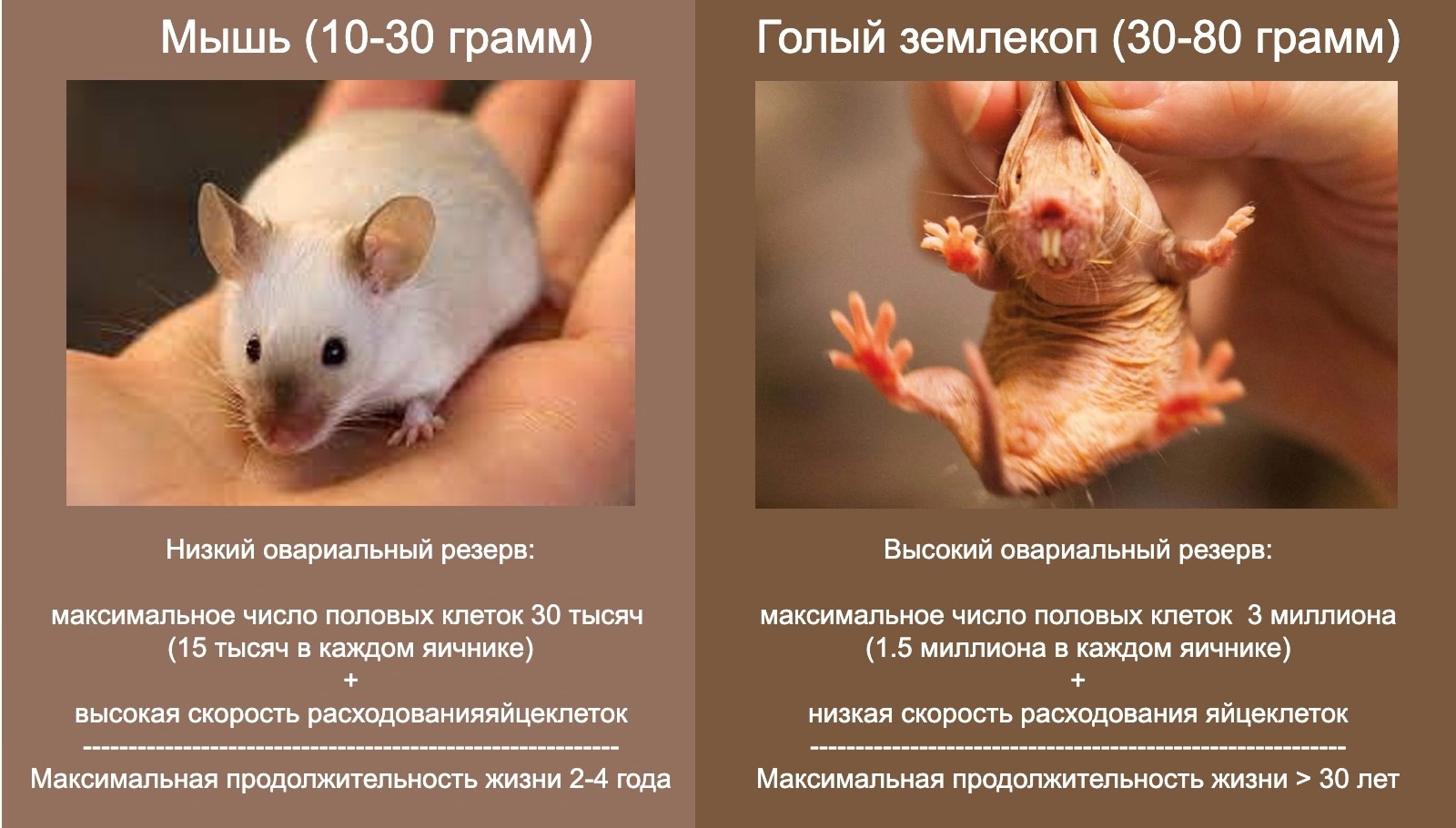 Альтернативный взгляд на биохакинг (1). Где в действительности хранятся клетки молодости. Как их посчитать и сохранить - 3 Где в действительности хранятся клетки молодости. Как их посчитать и сохранить., image #3