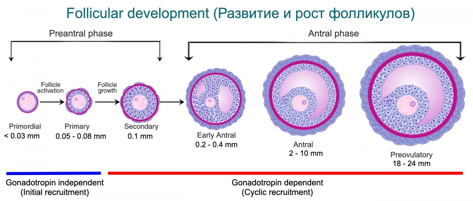 Альтернативный взгляд на биохакинг (1). Где в действительности хранятся клетки молодости. Как их посчитать и сохранить - 7 Где в действительности хранятся клетки молодости. Как их посчитать и сохранить., image #7