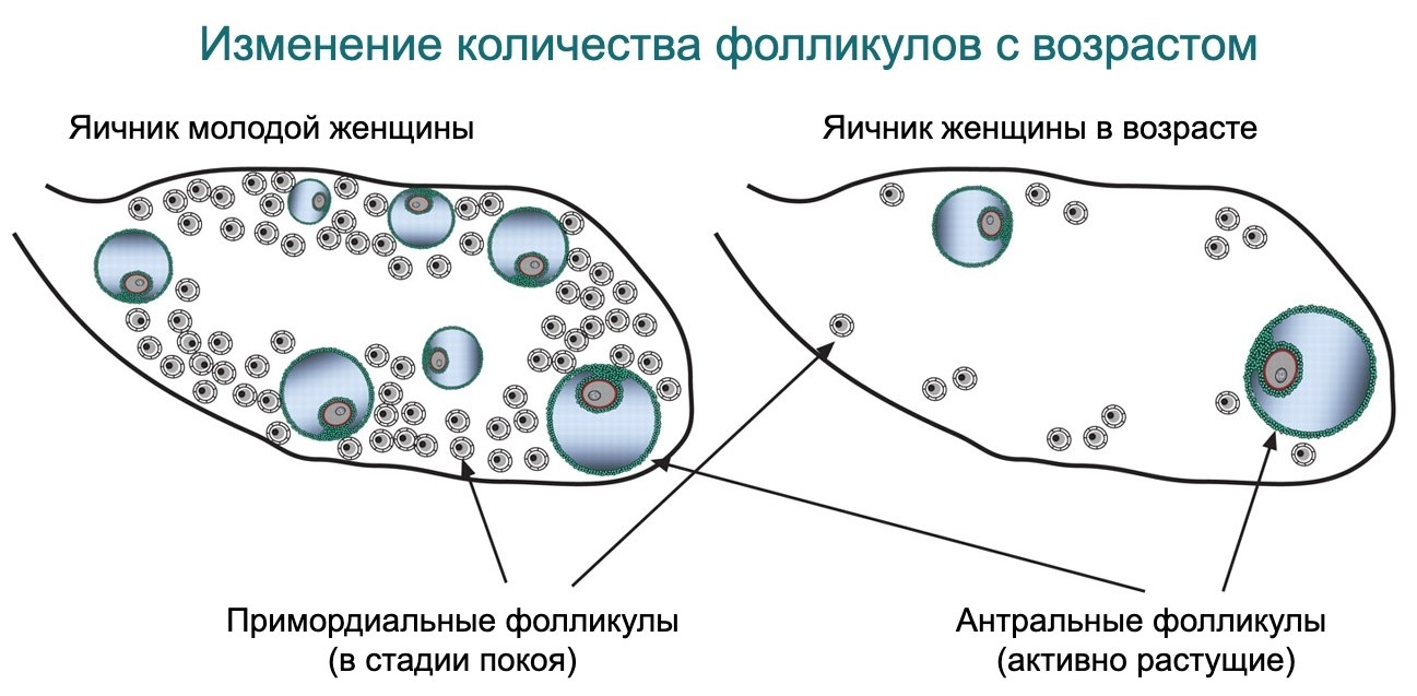 Альтернативный взгляд на биохакинг (1). Где в действительности хранятся клетки молодости. Как их посчитать и сохранить - 9 Где в действительности хранятся клетки молодости. Как их посчитать и сохранить., image #9