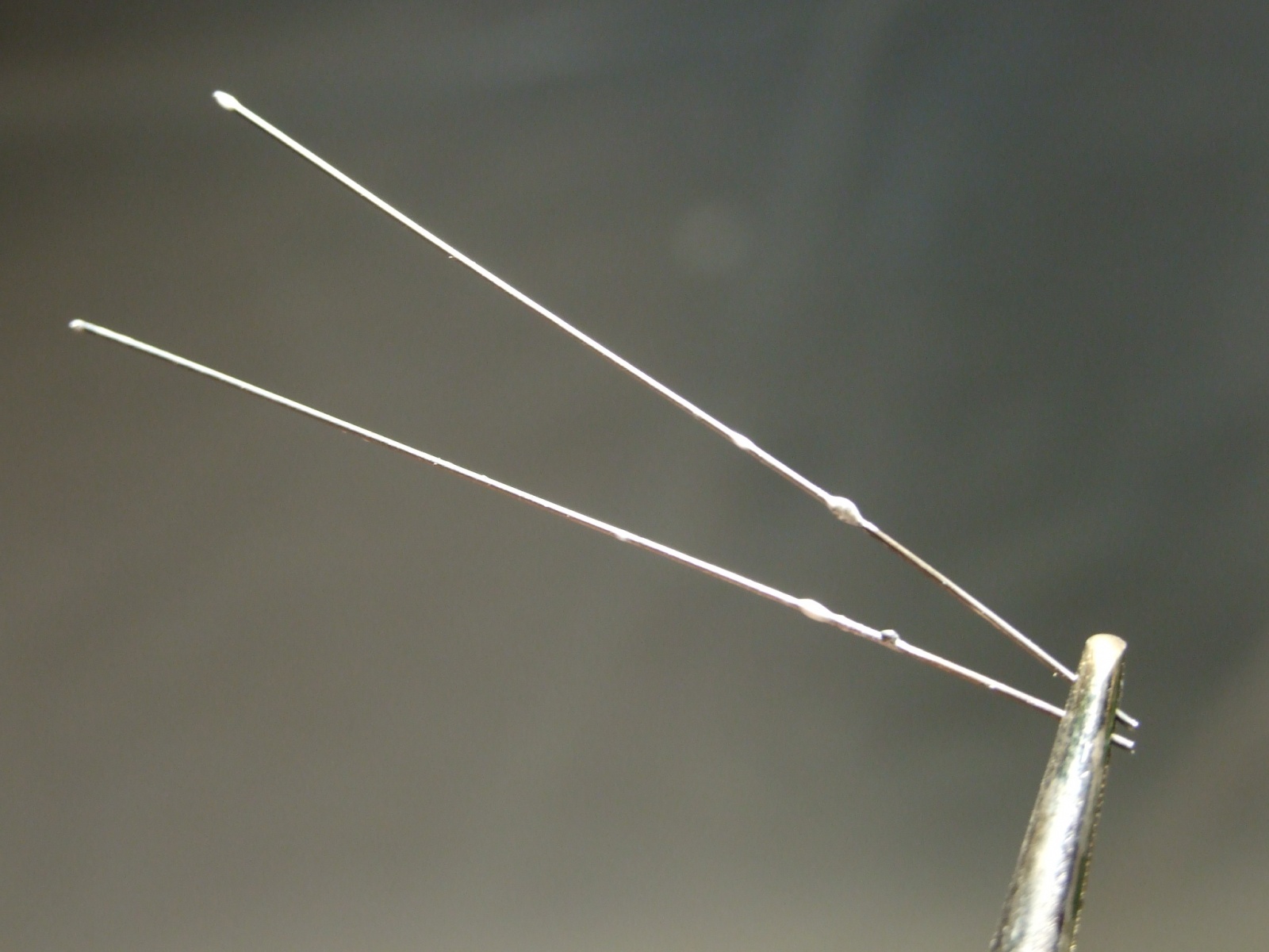 Электровакуумная химия в домашней мастерской. Травление ковара, никеля, молибдена, вольфрама - 16