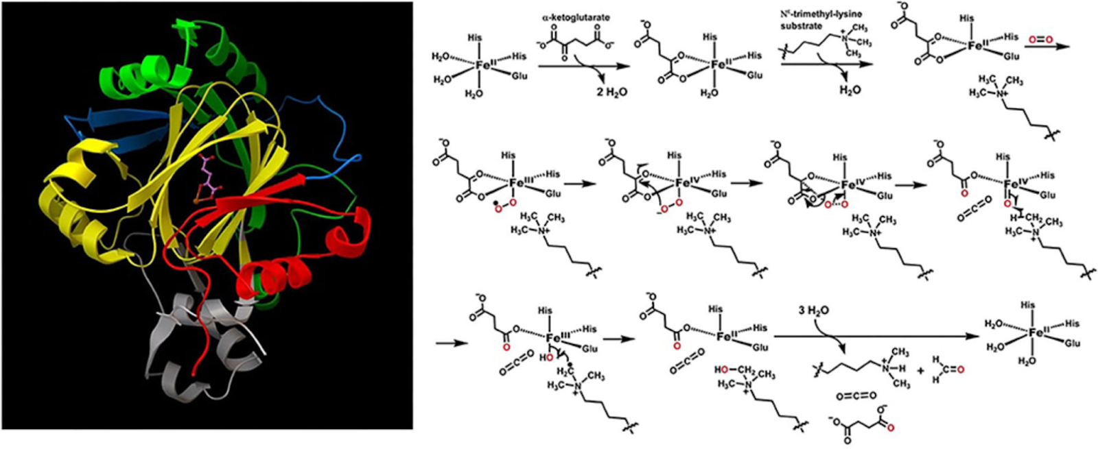 Рисунок для иллюстрации. Структура белка гистоновая деметилаза JmJD2A и цепь реакций с ионами переходных металлов. Источник: Application of Quantum Computing to Biochemical Systems: A Look to the Future