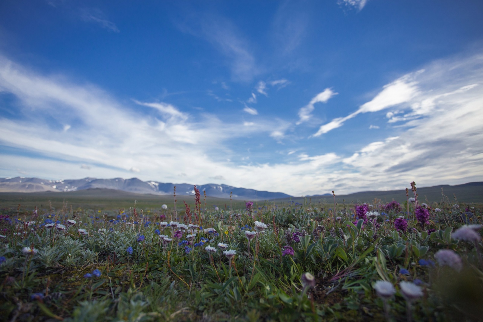 Наглядная пластичность вида и адаптация - 2 Наглядная пластичность вида и адаптация - 2