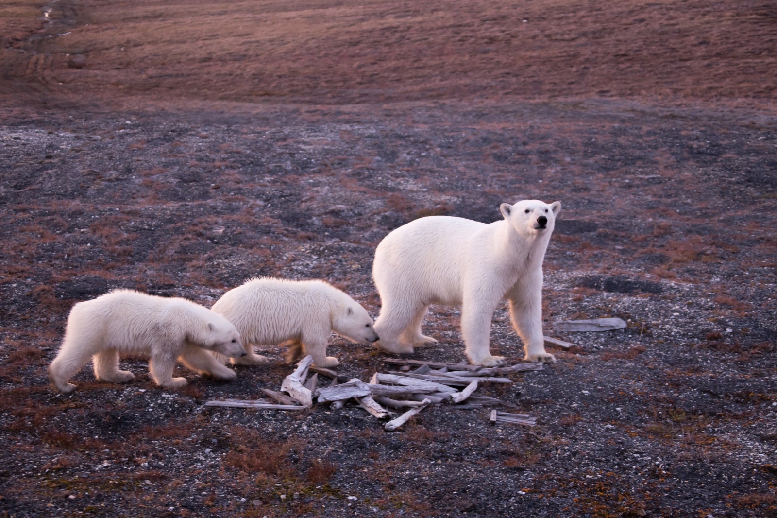 Наглядная пластичность вида и адаптация - 3 Наглядная пластичность вида и адаптация - 3