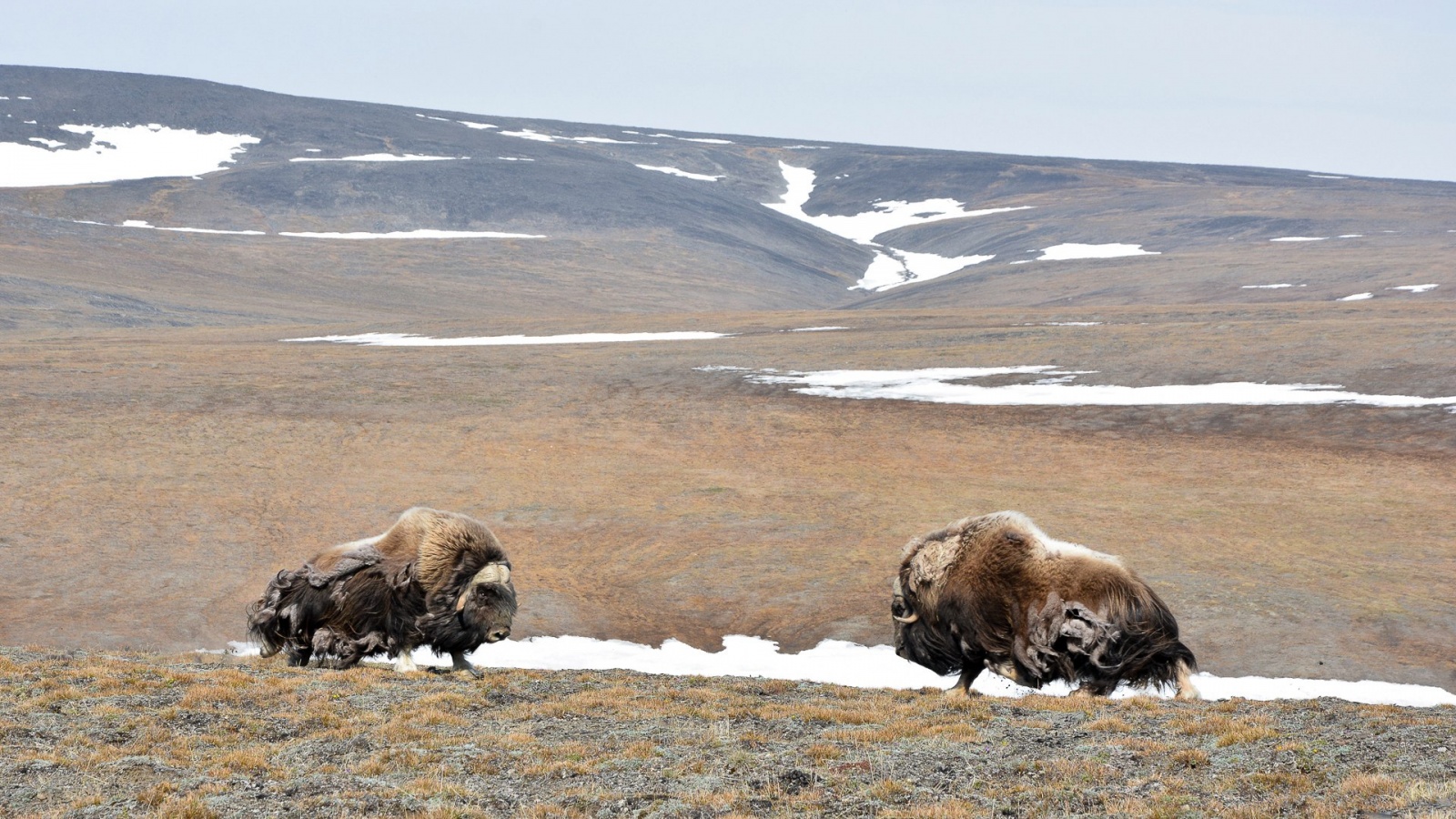 Наглядная пластичность вида и адаптация - 4 Наглядная пластичность вида и адаптация - 4