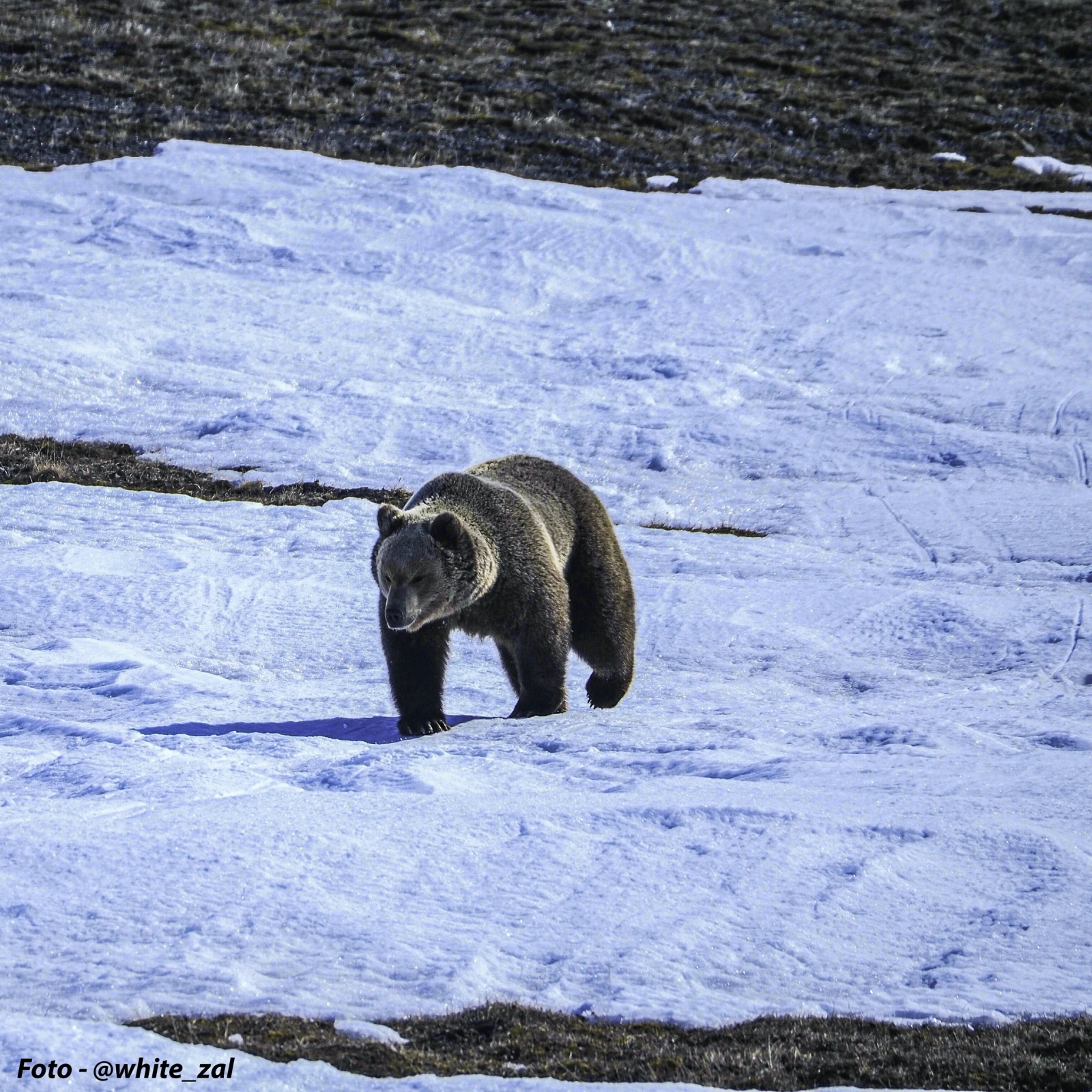 Наглядная пластичность вида и адаптация - 5 Наглядная пластичность вида и адаптация - 5