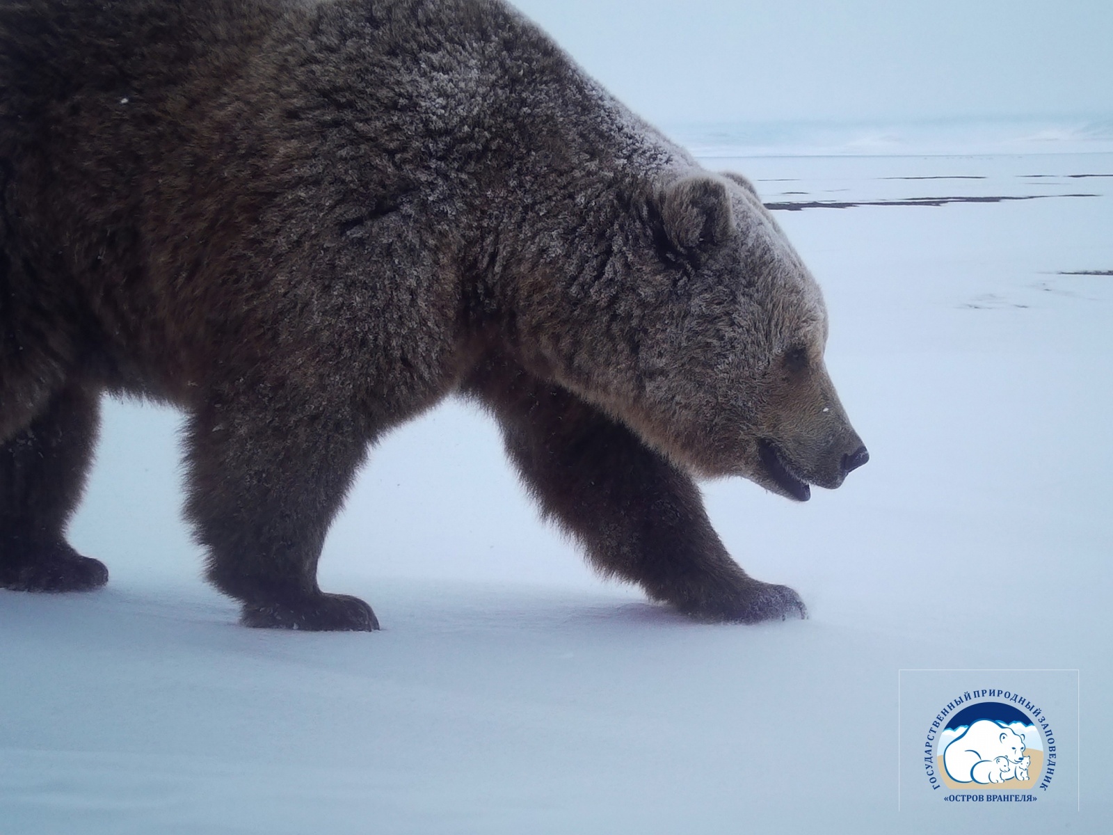 Наглядная пластичность вида и адаптация - 7 Наглядная пластичность вида и адаптация - 7
