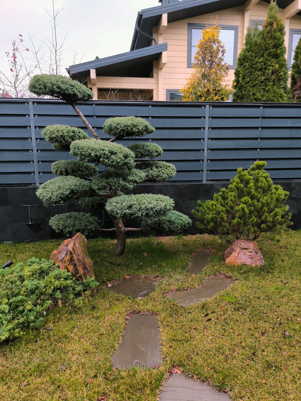 Красивое дерево во дворе