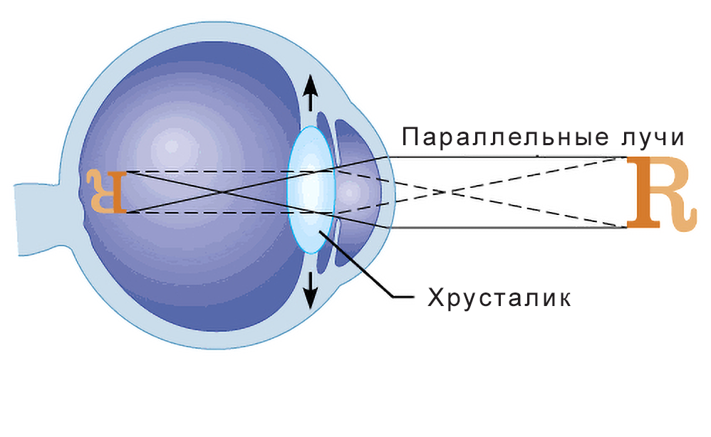 Зрение и нейронные сети — как мы на самом деле видим мир - 4 Зрение и нейронные сети — как мы на самом деле видим мир - 4