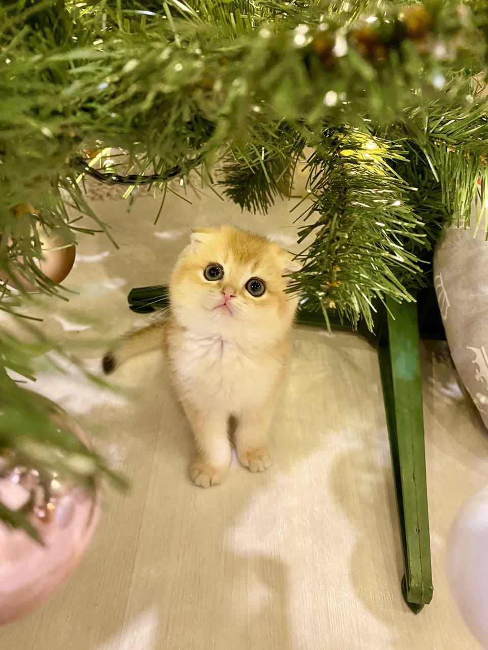 Самая праздничная статья. Как айтишники отмечают Новый год - 3