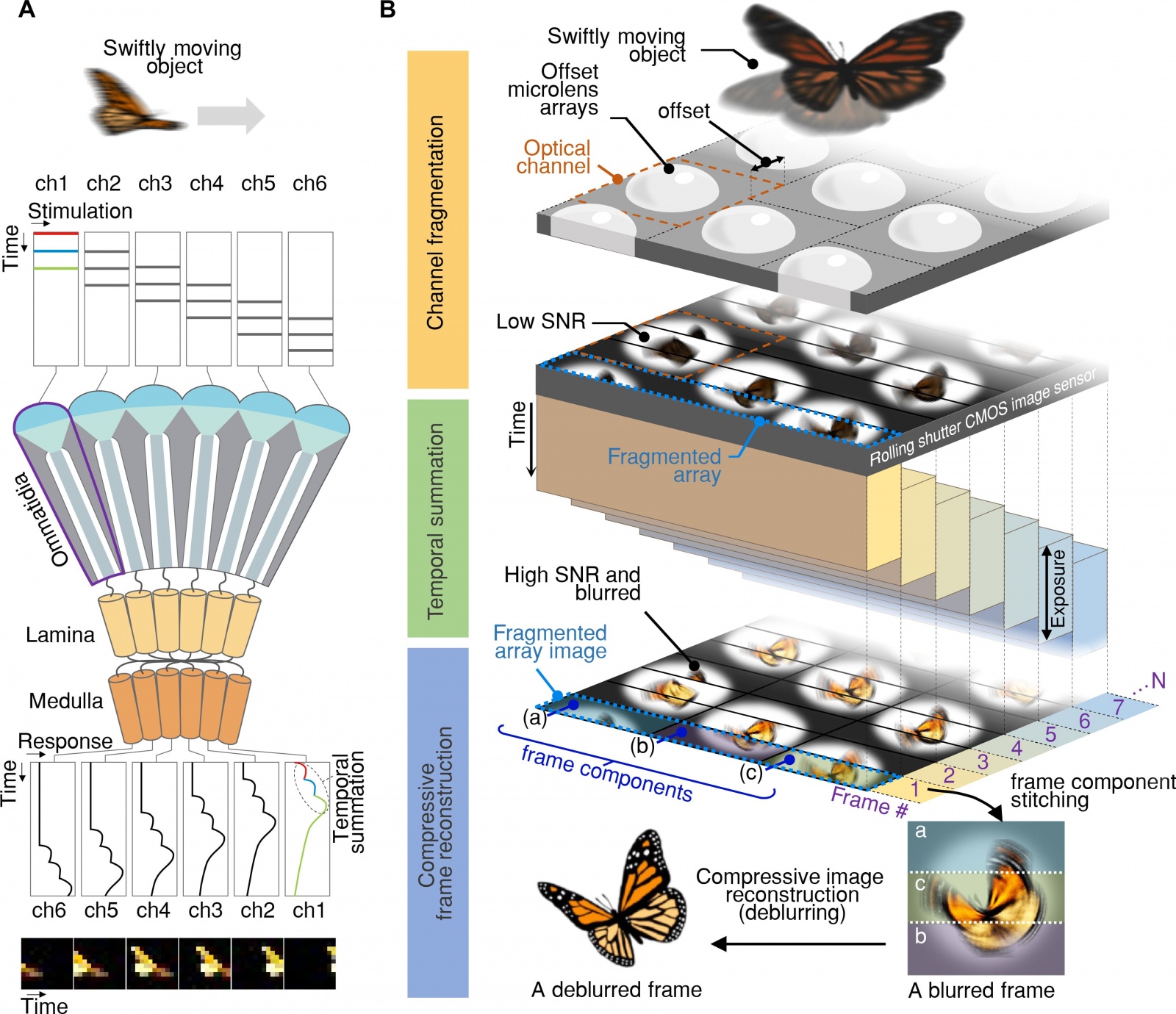Глазами насекомого: камера с частотой 9120 кадров в секунду - 2