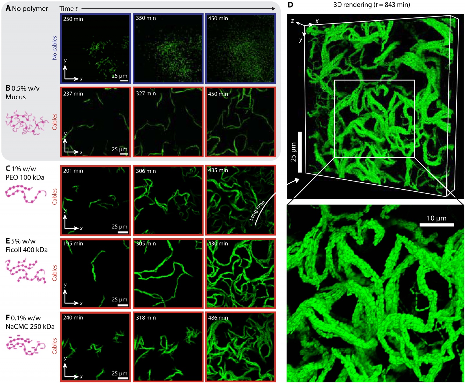 Кабель из бактерий и полимерная слизь - 2