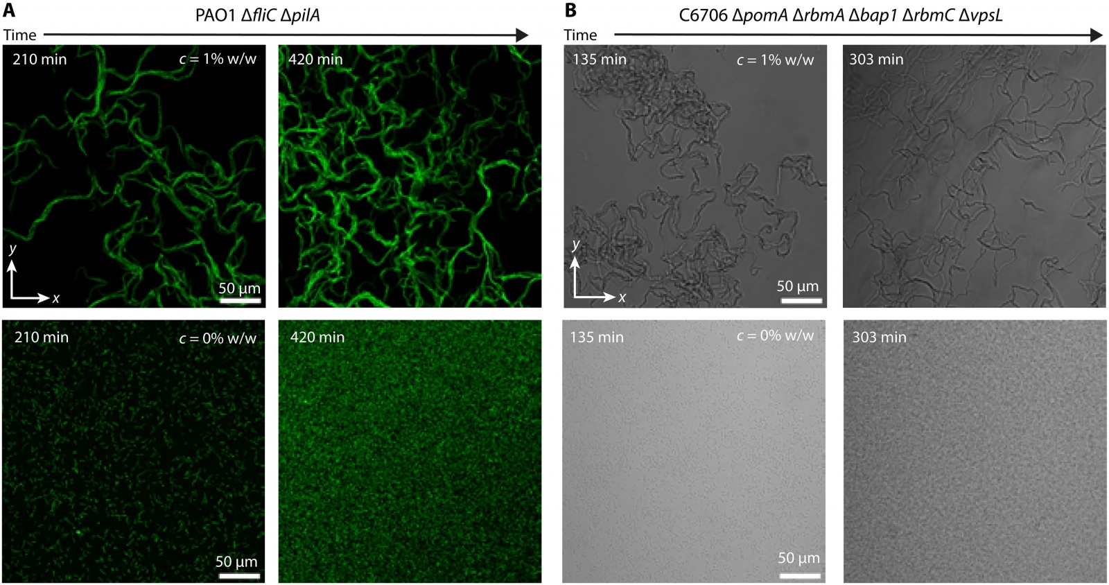 Кабель из бактерий и полимерная слизь - 3