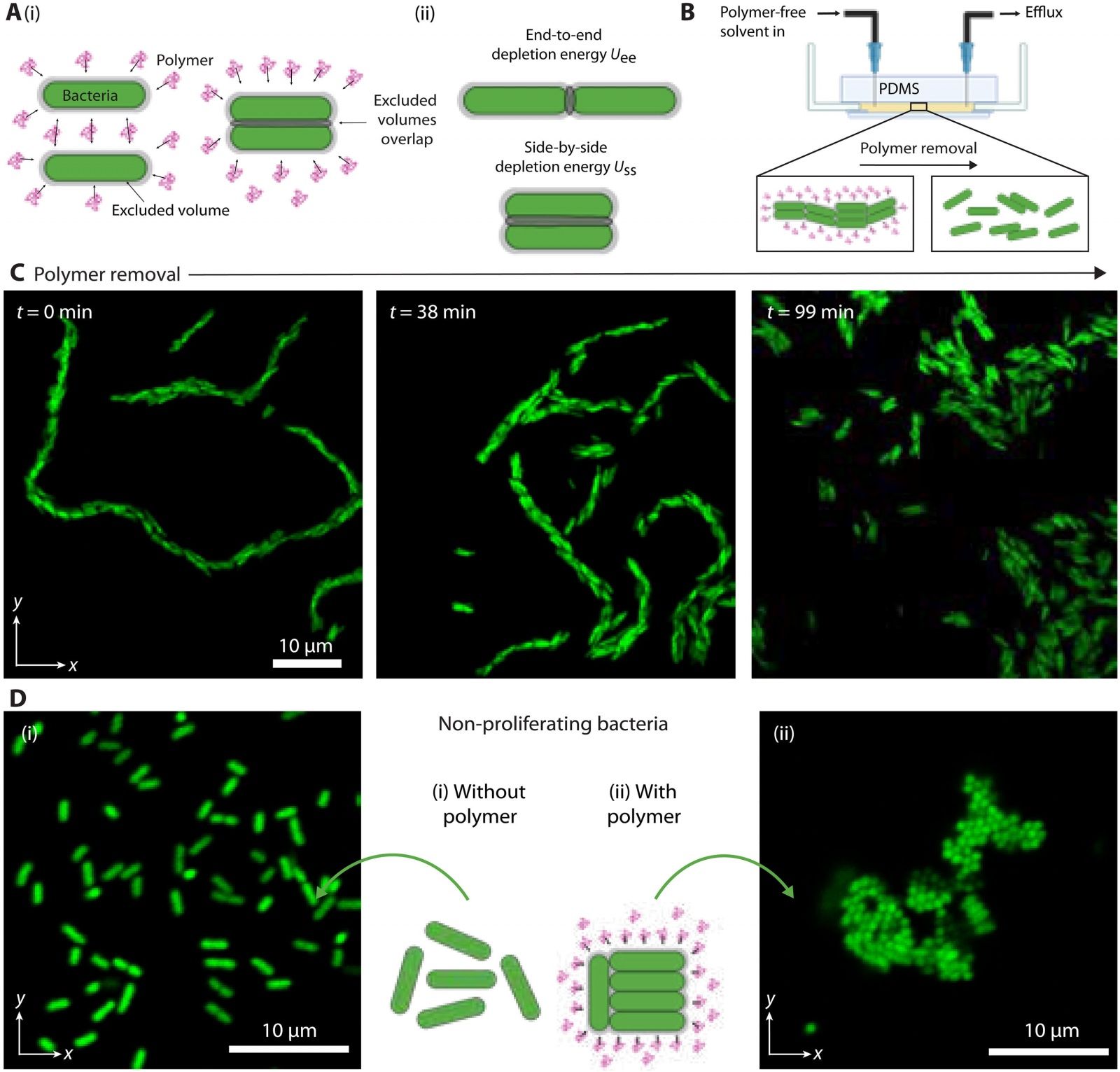Кабель из бактерий и полимерная слизь - 4