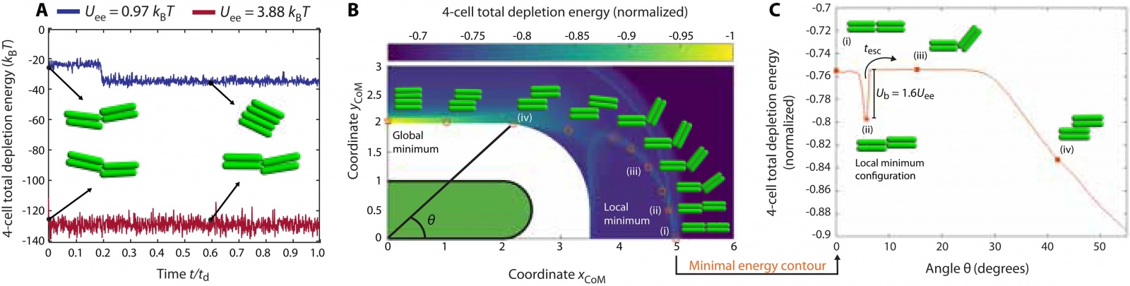 Кабель из бактерий и полимерная слизь - 5