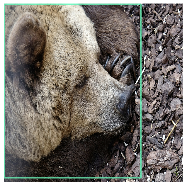 Оригинальный медведь (распознанный как медведь). 