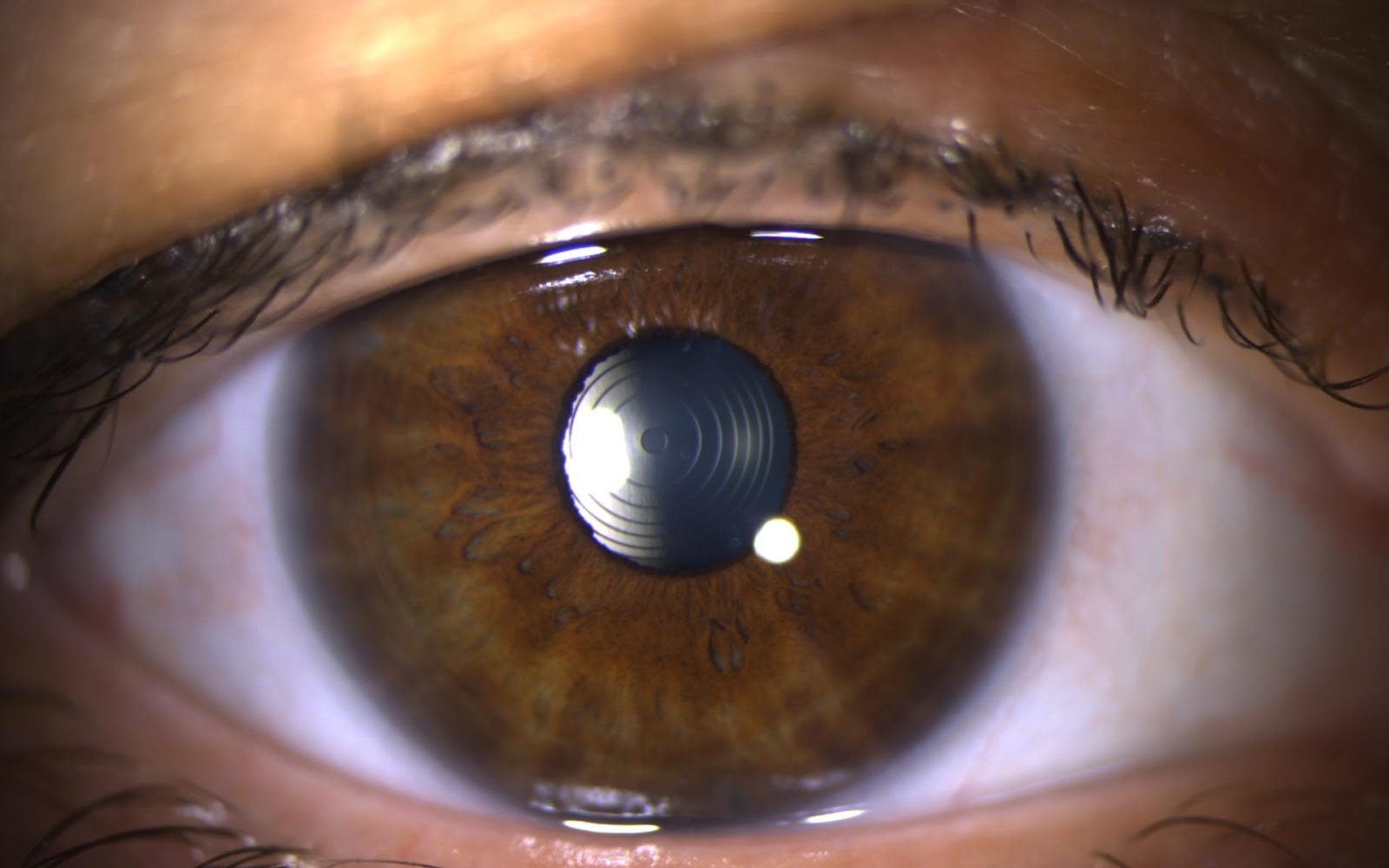 Изображение выглядит как глаза, орган, крупный план, Ирис  Автоматически созданное описание