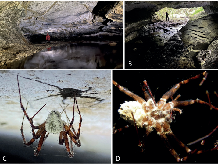 Пауки-зомби и места, где они обитают