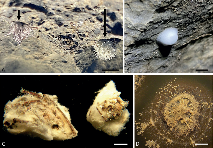 Пауки-зомби и гриб, врастающий в мозг - 3