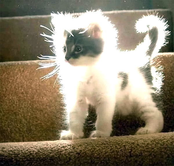 Фото с сайта pikabu.ru