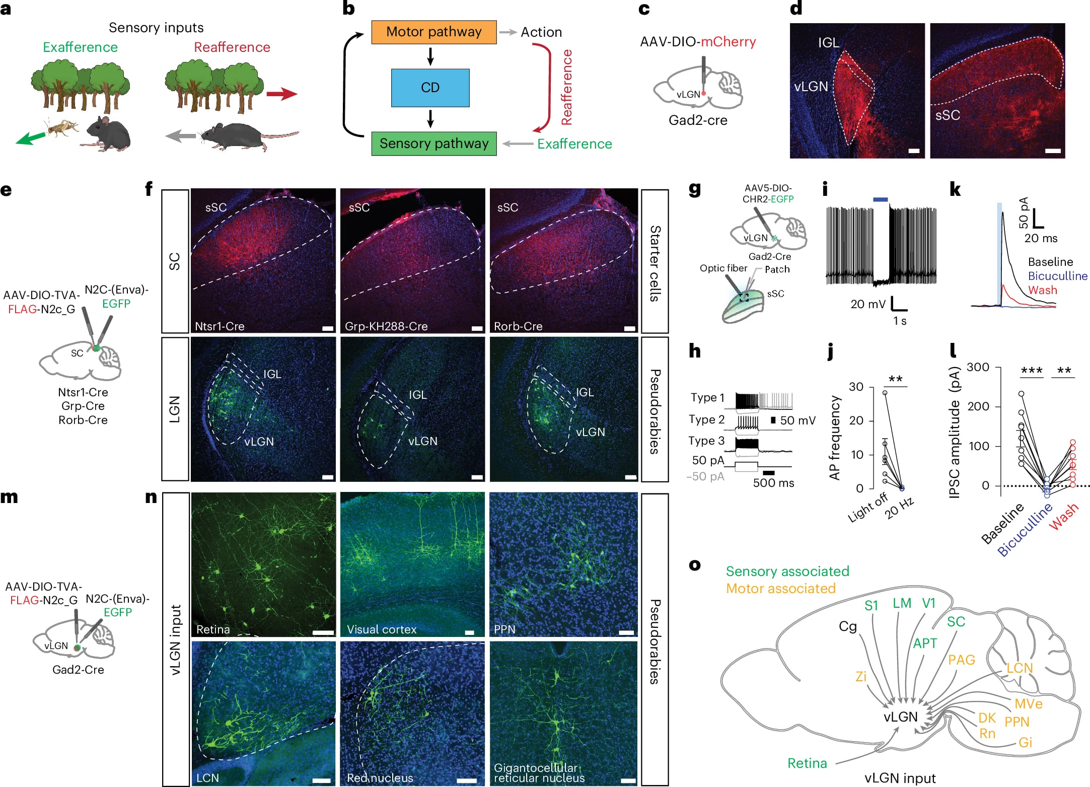Глаза и мозг: коррекция изображения в движении - 2