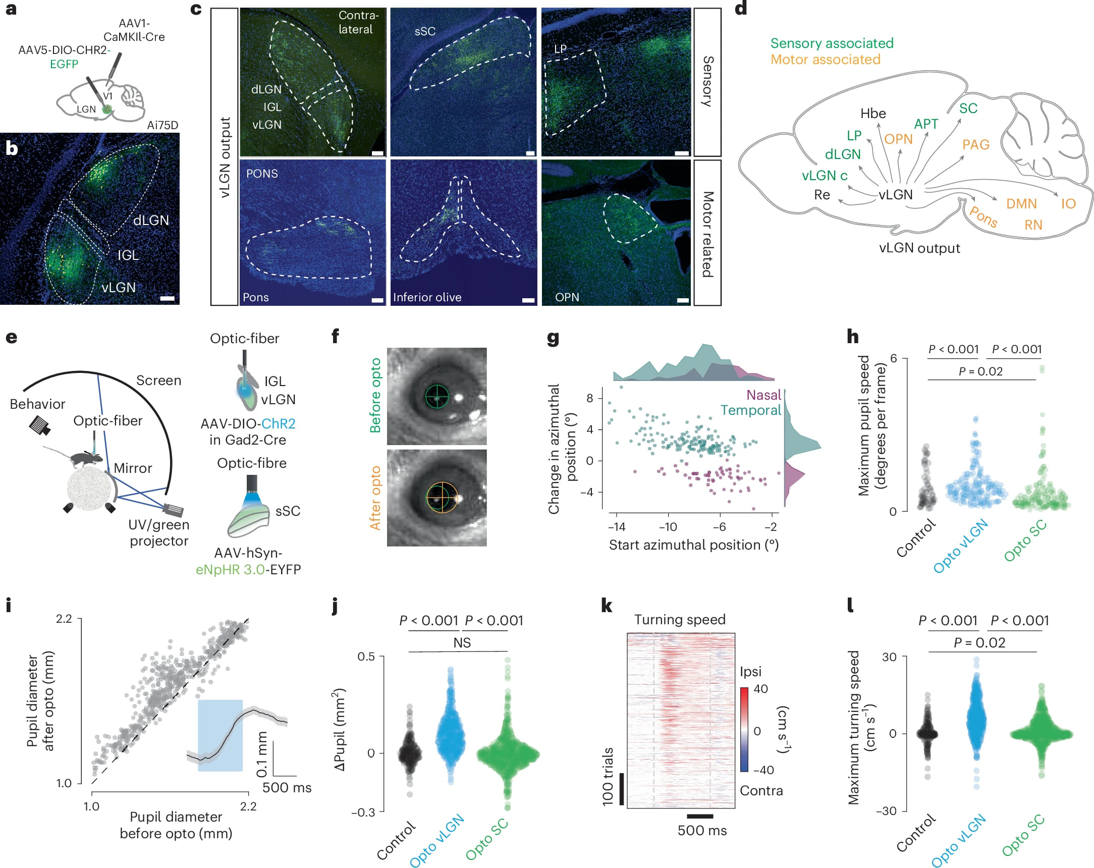 Глаза и мозг: коррекция изображения в движении - 7