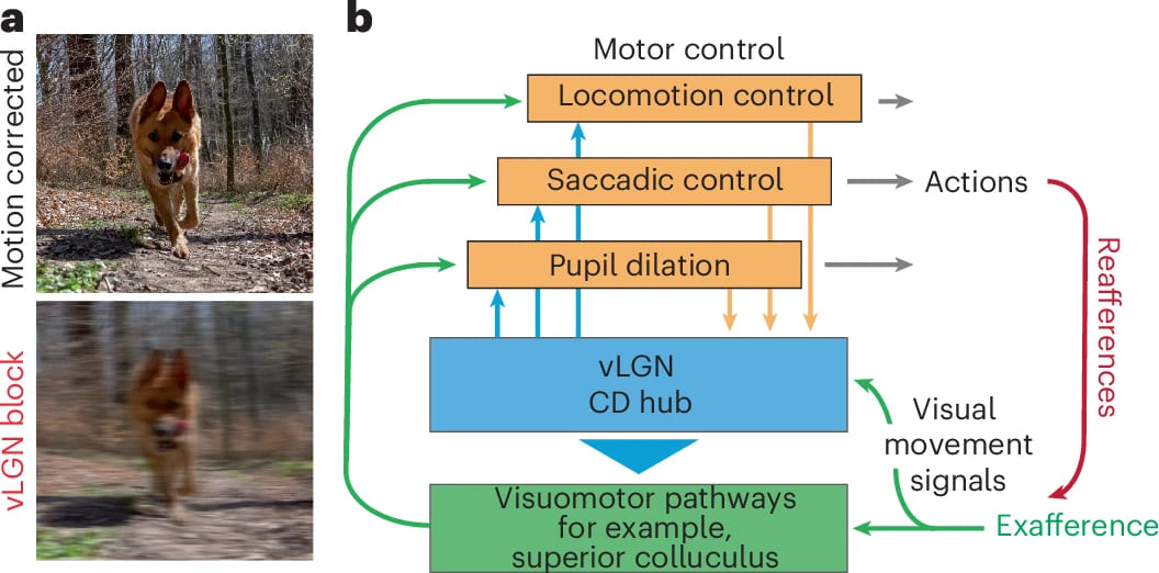 Глаза и мозг: коррекция изображения в движении - 9