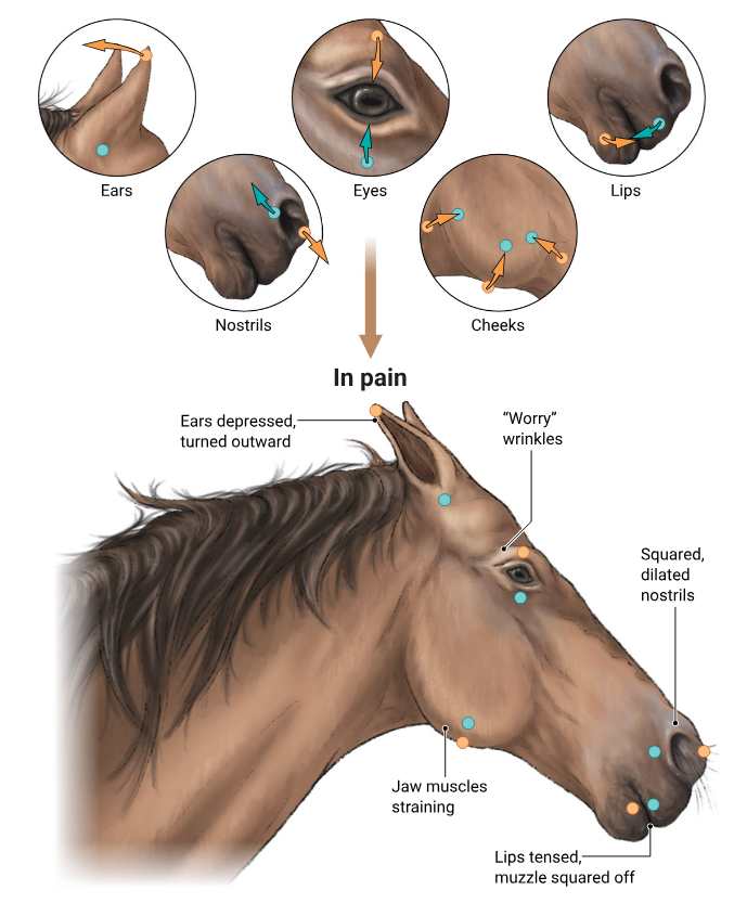 ИИ поможет узнать, счастлива ли ваша свинья - 5 ИИ поможет узнать, счастлива ли ваша свинья - 5