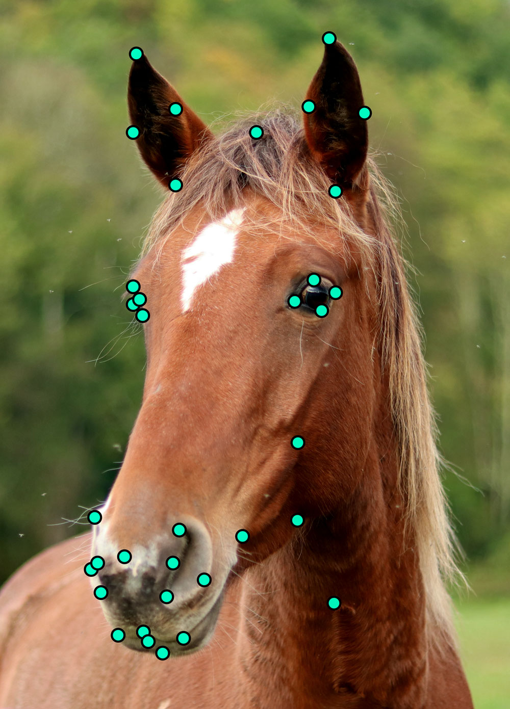 Системы искусственного интеллекта научились автоматически выделять важные ориентиры на морде животного. 