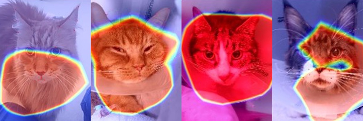 Тепловые карты выявляют области лица, которые искусственный интеллект считает наиболее информативными у кошек.