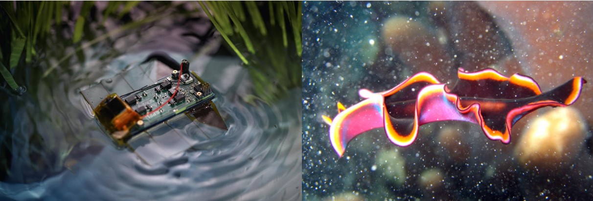 Робот EPFL (по бокам устройства видны тоненькие «плавники») и морской червь. Источники изображений: https://actu.epfl.ch/news/a-miniature-swimming-robot-inspired-by-marine-flat/, https://africageographic.com/stories/marine-flatworms-butterflies-sea/    