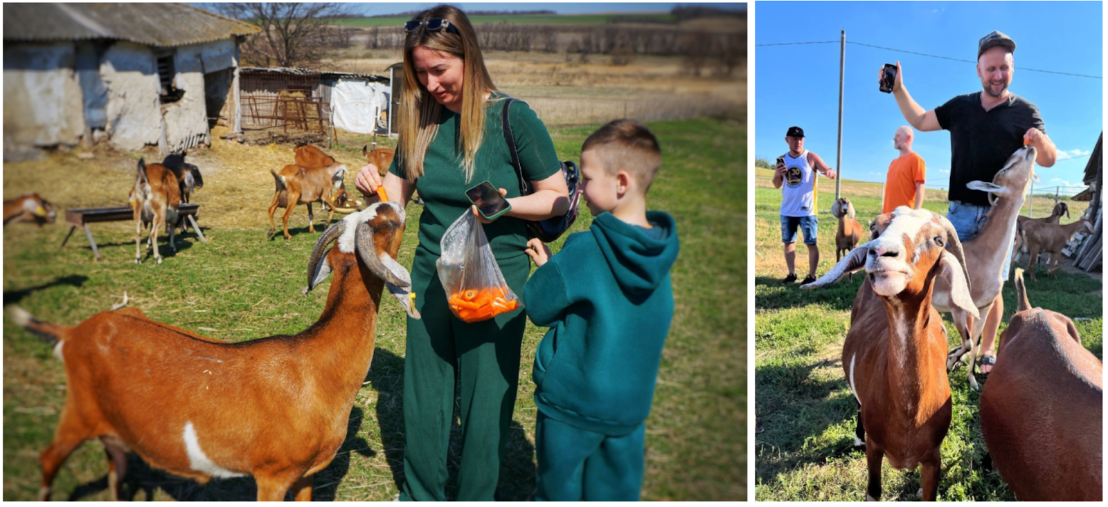 Гостям разрешаем кормить животных морковкой. Когда к нашему дому подъезжает машина, козы идут встречать. Думают, что это к ним) 