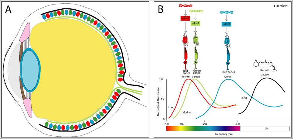  У человека три типа колбочек, отвечающих за восприятие цветов:  L-колбочки (красные), M-колбочки (зелёные) и S-колбочки (синие). 