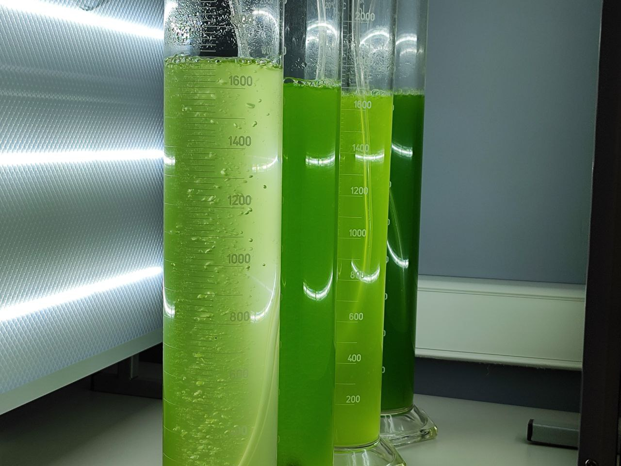 Новый источник энергии: микроводоросли, которые в будущем могут спасти человечество - 1