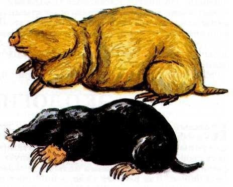 О кротах и языках - 1