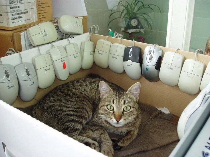 У хорошего админа кот в коробке заменяет шредер 