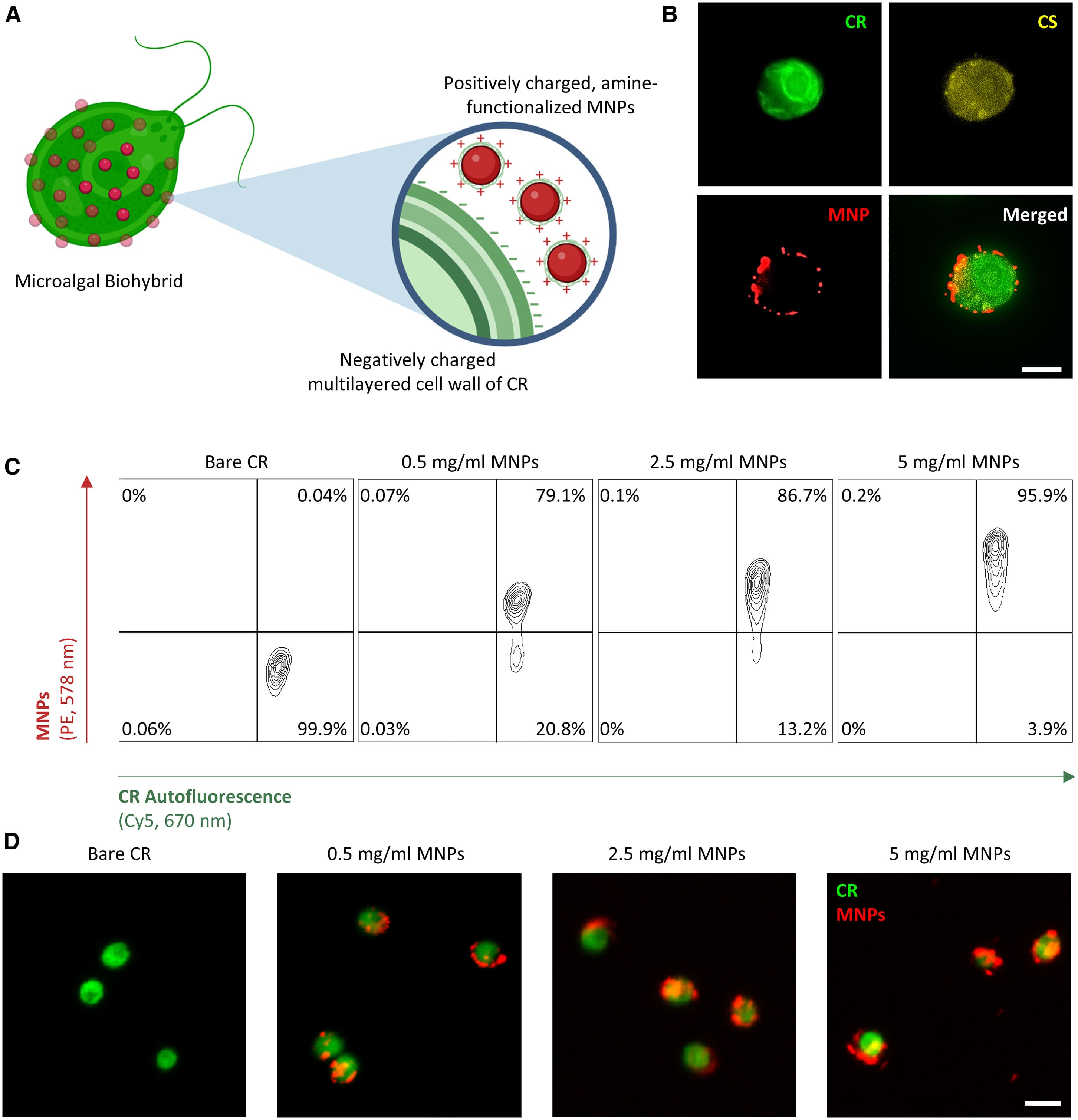 Биогибридные микроводоросли и магнитное поле - 2 Биогибридные микроводоросли и магнитное поле - 2