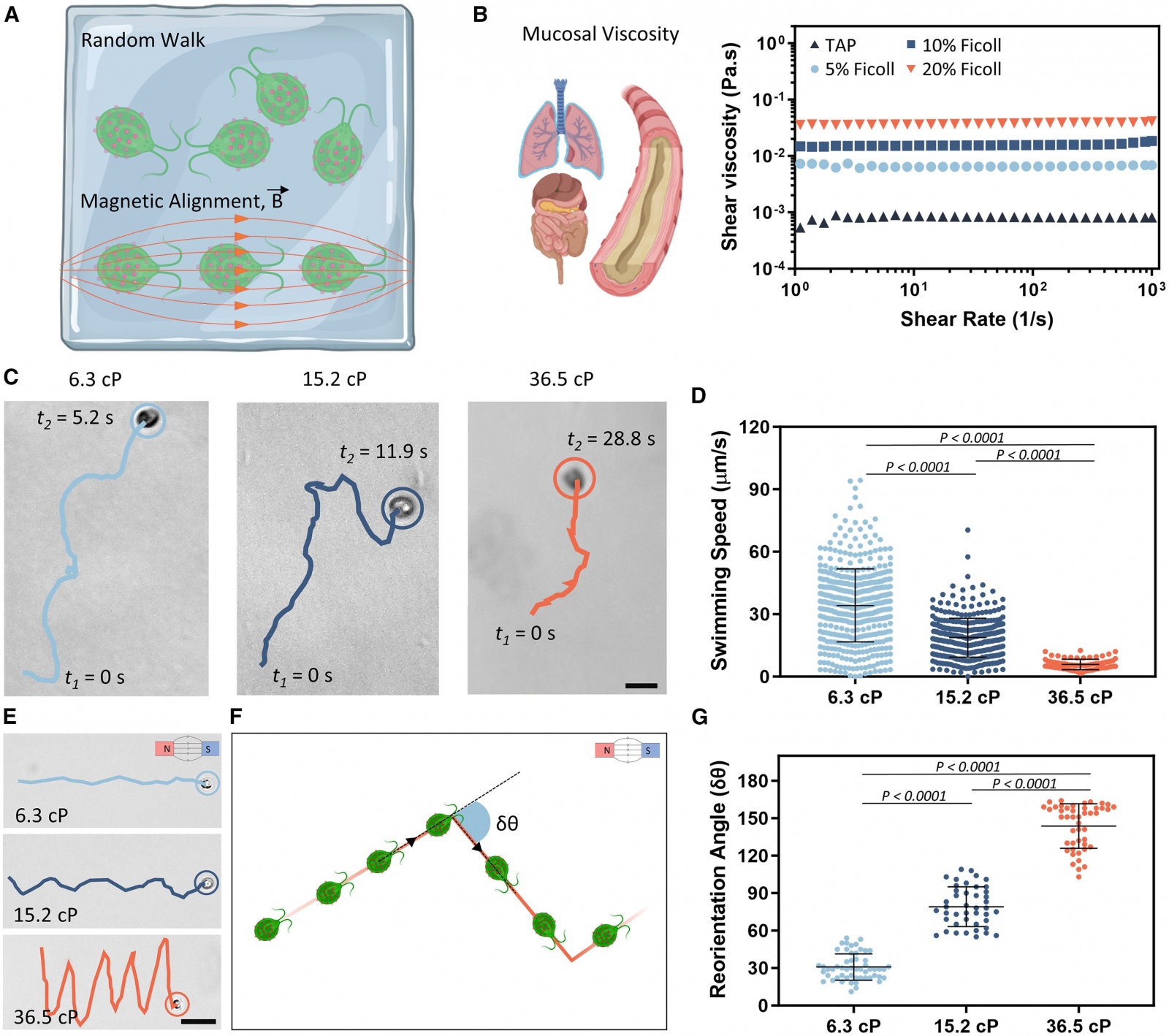 Биогибридные микроводоросли и магнитное поле - 4 Биогибридные микроводоросли и магнитное поле - 4