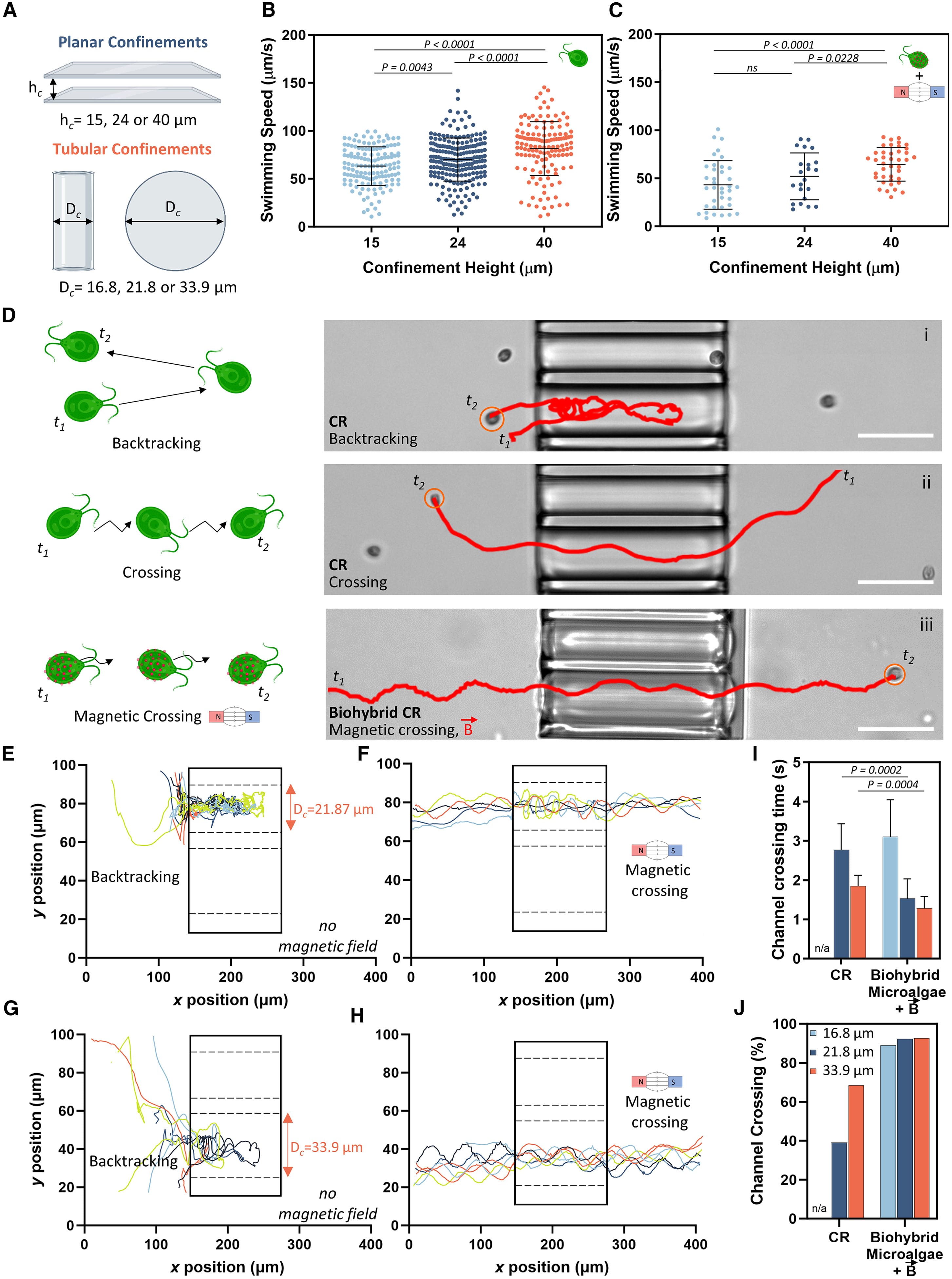 Биогибридные микроводоросли и магнитное поле - 5 Биогибридные микроводоросли и магнитное поле - 5