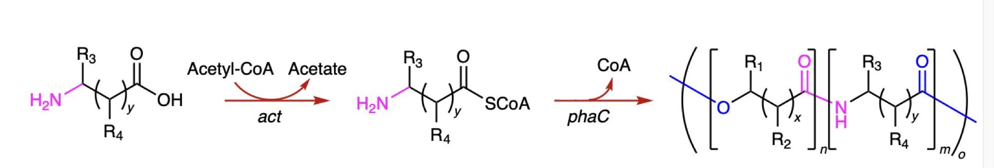 Один из ферментов в этой системе берет аминокислоту (слева) и присоединяет ее к коферменту А. Потом второй фермент берет эти соединения и связывает их в полимер. Источник