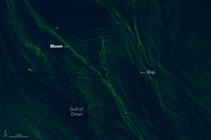 Спутники NASA зафиксировали масштабное цветение фитопланктона в Оманском заливе