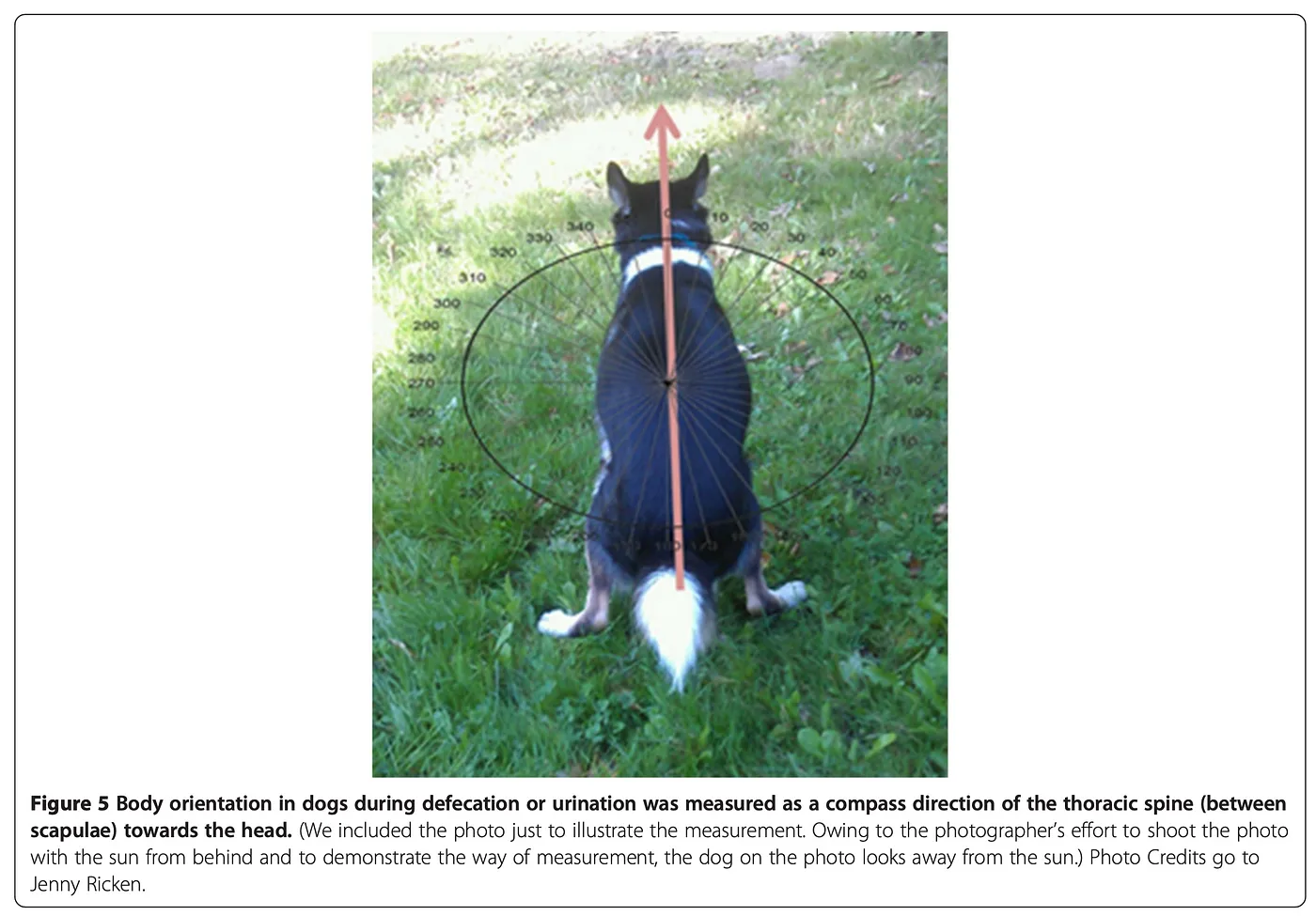 Прекрасная иллюстрация из оригинальной статьи.