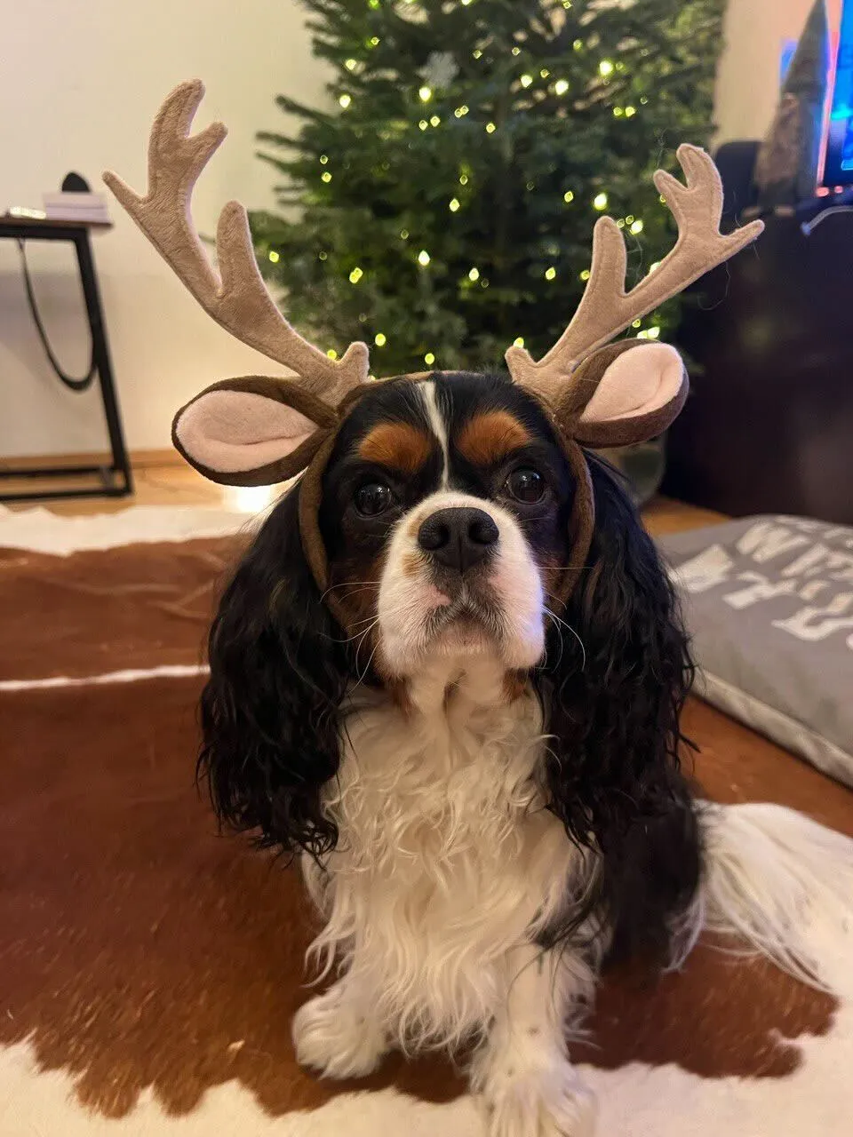 Новогодний Аури