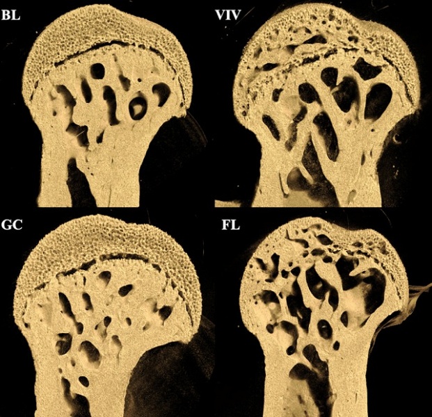 Эксперимент с мышами на МКС подтвердил: основная причина деградации костей — не радиация, а нехватка нагрузки - 1 Эксперимент с мышами на МКС подтвердил: основная причина деградации костей — не радиация, а нехватка нагрузки