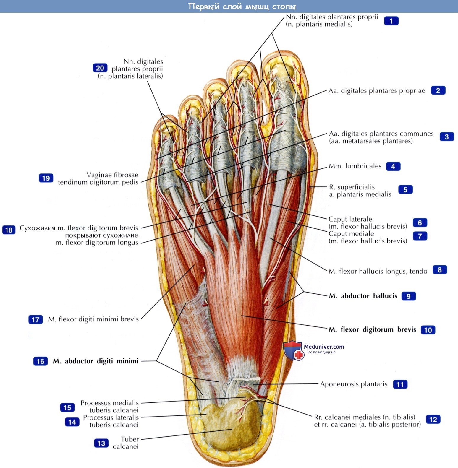 Про плоскостопие - 2