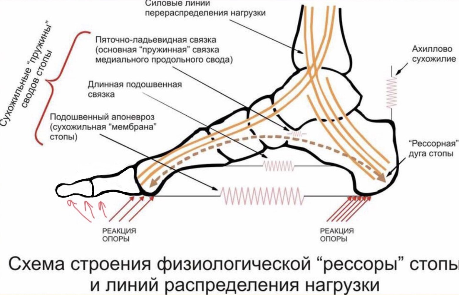 Про плоскостопие - 9